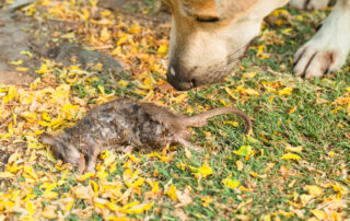 A dog sniffs a dead rat lying on grass and yellow flower petals outdoors.