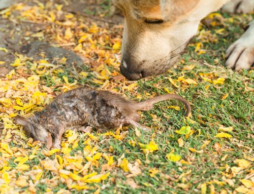 Could Your Pet Have Been Exposed to Rat Poison Without You Realizing It?