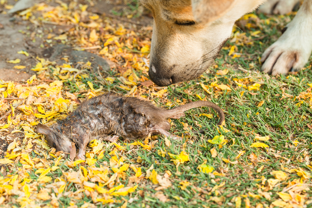 A dog sniffs a dead rat lying on grass and yellow flower petals outdoors.