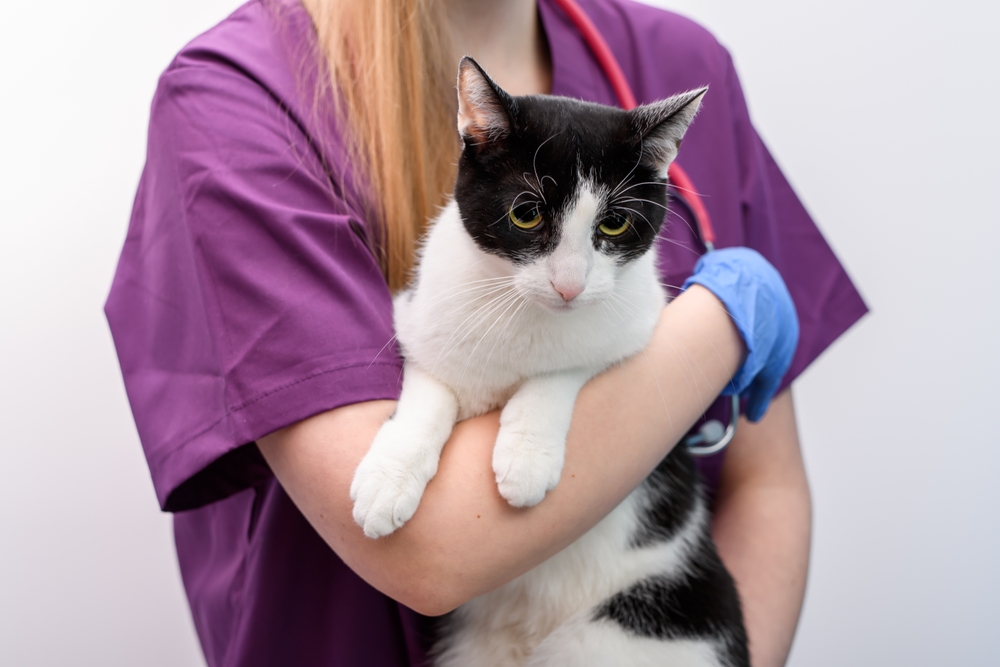 A person in purple scrubs and blue gloves gently holds a black and white cat, suggesting a veterinary setting. The cat looks calm and is cradled securely in the person's arms.