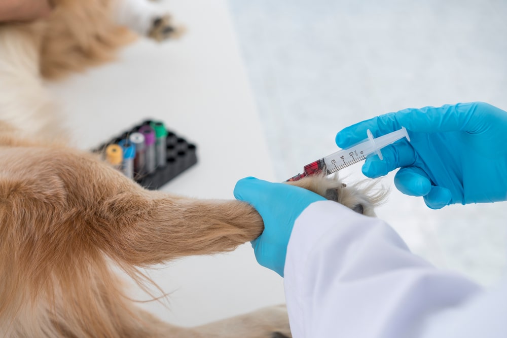 A veterinarian wearing blue gloves is drawing blood from a dog's front leg using a syringe, with blood sample tubes visible on the table nearby.