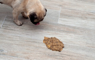 A pug stands on a wooden floor, looking at a pile of vomit mixed with kibble in front of it. The dog is licking its lips and appears to be interested in the mess.