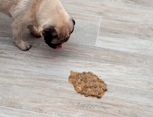 Diarrhea That Won’t Stop: When to Seek Help