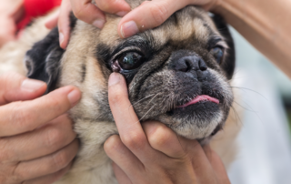 A close-up of a pug’s face as several hands gently hold its head and open its eye, possibly for a medical examination. The dog’s tongue is slightly sticking out.