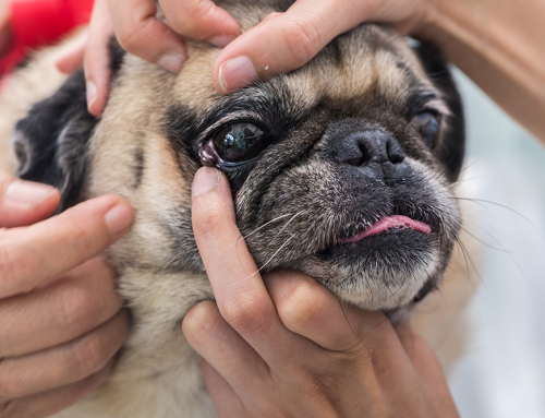 Are Certain Dog Breeds Born at Risk for Eyelid Problems?
