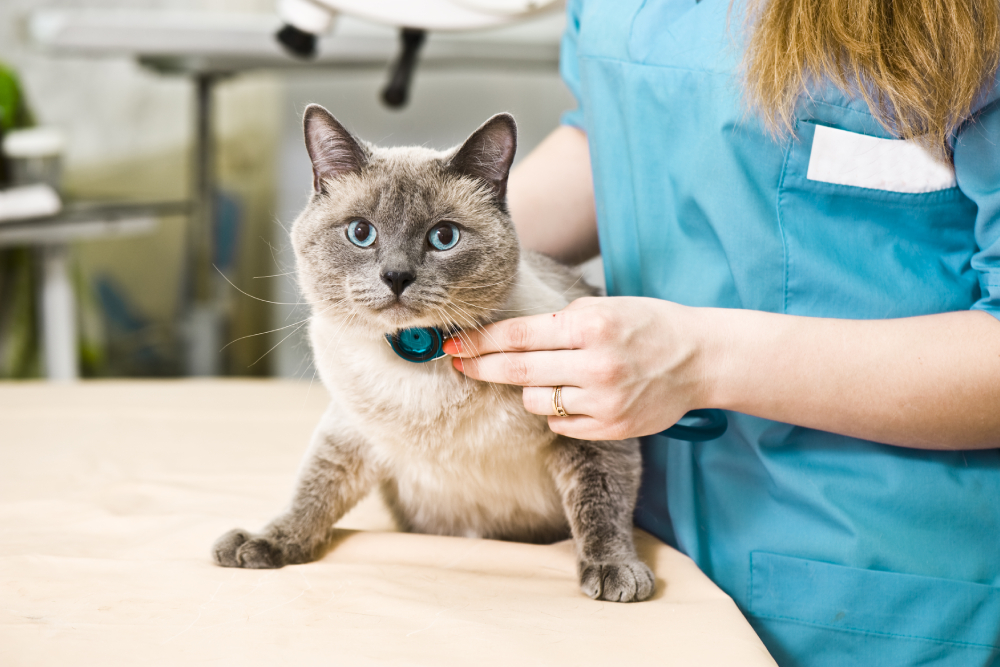 A veterinarian in blue scrubs uses a stethoscope to examine a gray and white cat with blue eyes on an exam table.