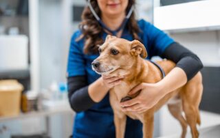 A veterinarian in blue scrubs uses a stethoscope to examine a small brown dog standing on an exam table in a veterinary clinic.