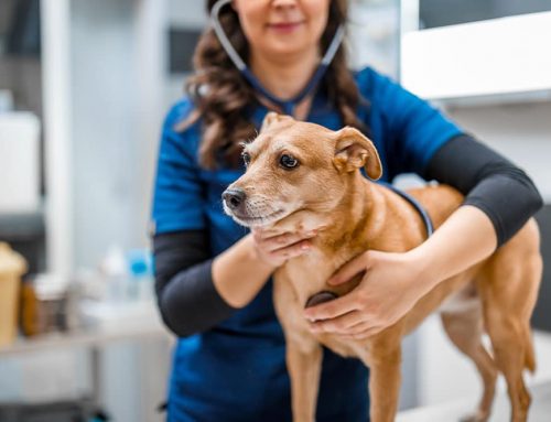 My Dog Has Swollen Lymph Nodes. Could It Be Lymphoma?