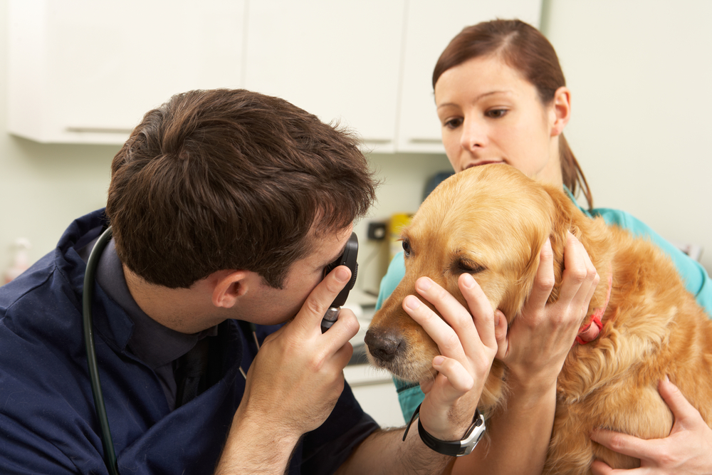 A veterinarian examines the eye of a golden retriever using an ophthalmoscope, while a woman gently holds the dog still in a veterinary clinic.