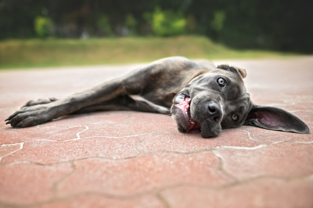 A large, gray dog with striking blue eyes lies on its side on a paved surface, looking playfully at the camera with one ear flopped out and its mouth slightly open. Blurry greenery is visible in the background.