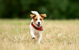 A small white and brown dog wearing a red plaid bandana runs joyfully through a grassy field with a blurred green background.