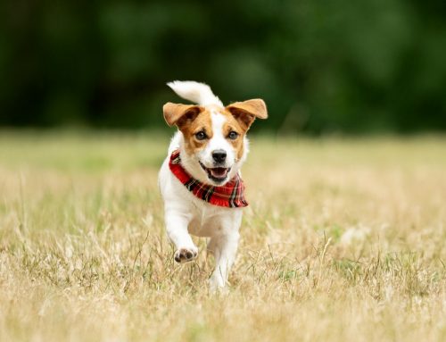 Why Does My Small Dog Suddenly Sound Like a Honking Goose?