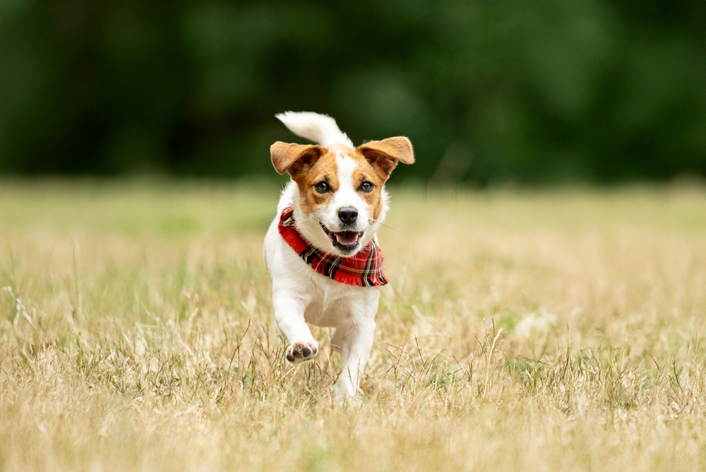A small white and brown dog wearing a red plaid bandana runs joyfully through a grassy field with a blurred green background.